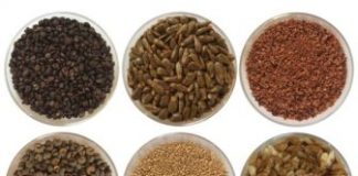 Research: Tropical forest seeds use three strategies to survive —