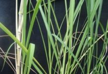 Research: Key gene to accelerate sugarcane growth is identified —