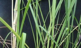 Research: Key gene to accelerate sugarcane growth is identified —