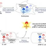Study: By turning to a deadly bacteria, researchers devise method to incorporate non-canonical amino acids into proteins in human cells — (Details)