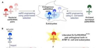 Study: By turning to a deadly bacteria, researchers devise method to incorporate non-canonical amino acids into proteins in human cells — (Details)