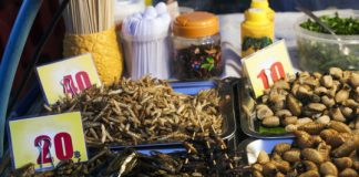 Study: Eating crickets can be good for your gut, according to new clinical trial — (Details)