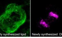 Research: Imaging tool flags new proteins, lipids and DNA to track metabolic changes in animals —