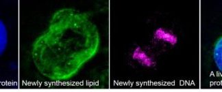 Research: Imaging tool flags new proteins, lipids and DNA to track metabolic changes in animals —
