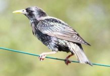 Research: Male birds sing less to females on antidepressants from eating worms in sewage —