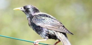 Research: Male birds sing less to females on antidepressants from eating worms in sewage —