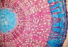 Research: The bark side of the force —