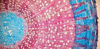 Research: The bark side of the force —