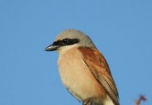 Research: Small birds fly at high altitudes towards Africa —