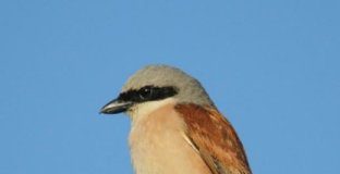 Research: Small birds fly at high altitudes towards Africa —