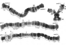 Research: Mosquito populations give a new insight into the role of Caucasus in evolution —