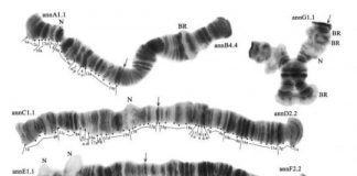 Research: Mosquito populations give a new insight into the role of Caucasus in evolution —