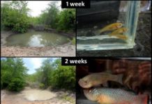 Research: African killifish becomes fastest maturing vertebrate on record —