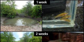 Research: African killifish becomes fastest maturing vertebrate on record —