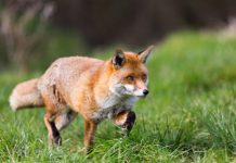 Research: Sequenced fox genome hints at genetic basis of behavior —