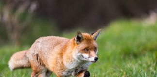 Research: Sequenced fox genome hints at genetic basis of behavior —