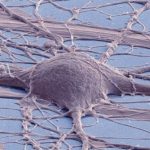 Study: Created line of spinal cord neural stem cells shows diverse promise — (Details)