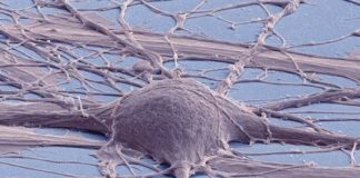 Study: Created line of spinal cord neural stem cells shows diverse promise — (Details)