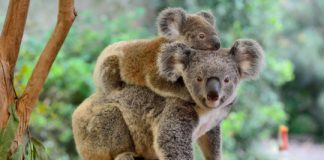 Research: Ancient virus defends koalas against new viral attacks —