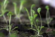 Research: Scientists unlock seed germination process —