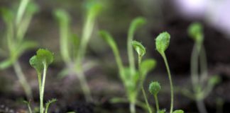 Research: Scientists unlock seed germination process —