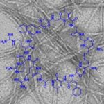 Study: Designed peptides as potential inhibitors of amyloid plaques — (Details)