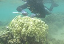 Research: Scientists replicate landmark study to determine changes in coral sea temperature tolerance over time —