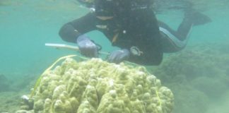 Research: Scientists replicate landmark study to determine changes in coral sea temperature tolerance over time —