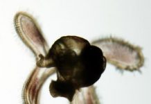 Research: Effects of turbulence and waves on snail larvae —