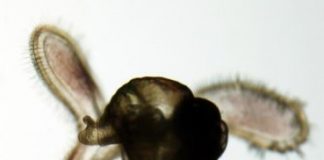 Research: Effects of turbulence and waves on snail larvae —