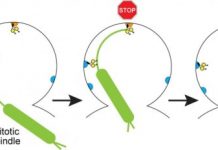 Research: Pulling and braking of ‘ancient motor’ in cell division —