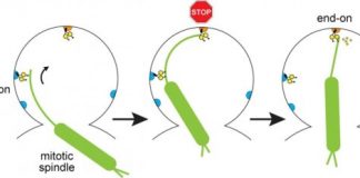 Research: Pulling and braking of ‘ancient motor’ in cell division —