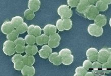 Research: mParticles in ancient seawater helped cyanobacteria to oxygenate Earth’s oceans billions of years ago —