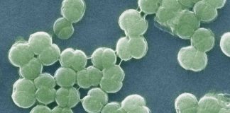 Research: mParticles in ancient seawater helped cyanobacteria to oxygenate Earth’s oceans billions of years ago —