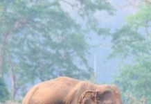 Research: Capturing elephants from the wild shortens their lives —