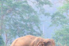 Research: Capturing elephants from the wild shortens their lives —