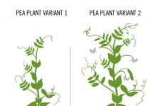 Research: Research will help agronomists breed plants that attract their own growth-promoting microbes —