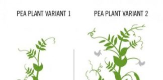 Research: Research will help agronomists breed plants that attract their own growth-promoting microbes —