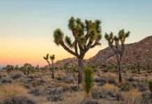 Research: Bird diversity dropped by nearly half, primarily because of decreased rainfall from changing climate —
