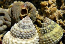 Research: Genetic ‘toolkit’ helps periwinkles gain advantage on the seashore —