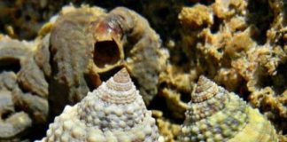 Research: Genetic ‘toolkit’ helps periwinkles gain advantage on the seashore —