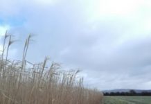 Research: Forests crucial for limiting climate change to 1.5 degrees —