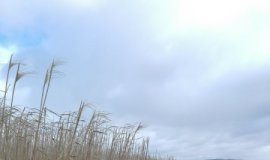 Research: Forests crucial for limiting climate change to 1.5 degrees —