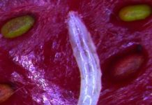 Research: Novel taste receptors in fruit fly detect RNA which supports rapid growth and survival in larvae —