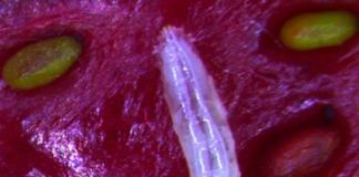 Research: Novel taste receptors in fruit fly detect RNA which supports rapid growth and survival in larvae —