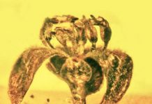 Research: Those fragrances you enjoy? Dinosaurs liked them first —