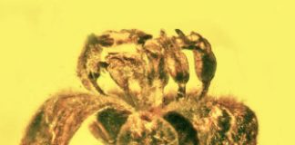 Research: Those fragrances you enjoy? Dinosaurs liked them first —