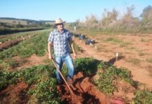 Research: Courting nitrogen in cover crop, sweet potato pairings —