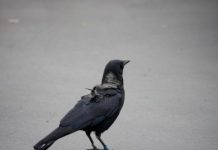 Research: Where do crows go in winter? —