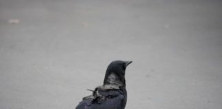 Research: Where do crows go in winter? —